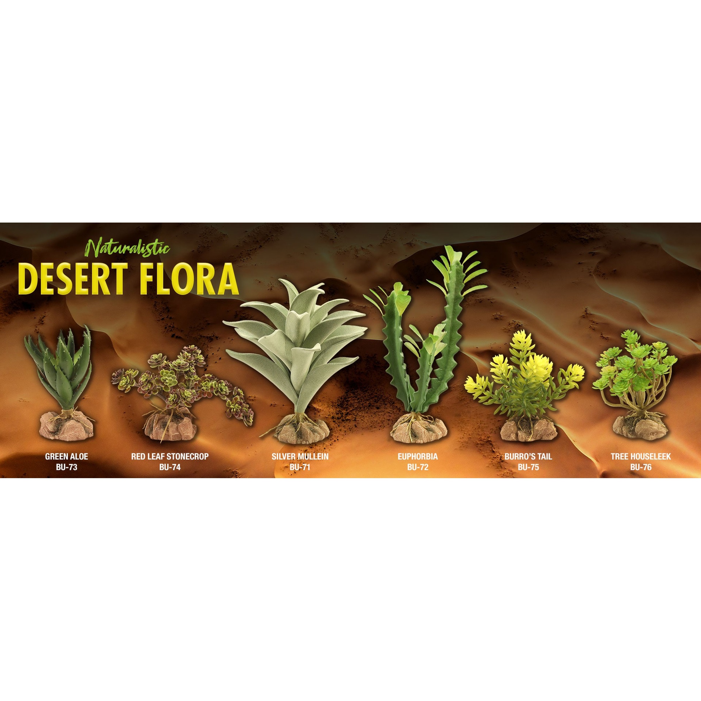 Desert plants in a row on rocky soil: green aloe, red leaf stonecrop, silver mullein, euphorbia, burro’s tail, tree houseleek.
