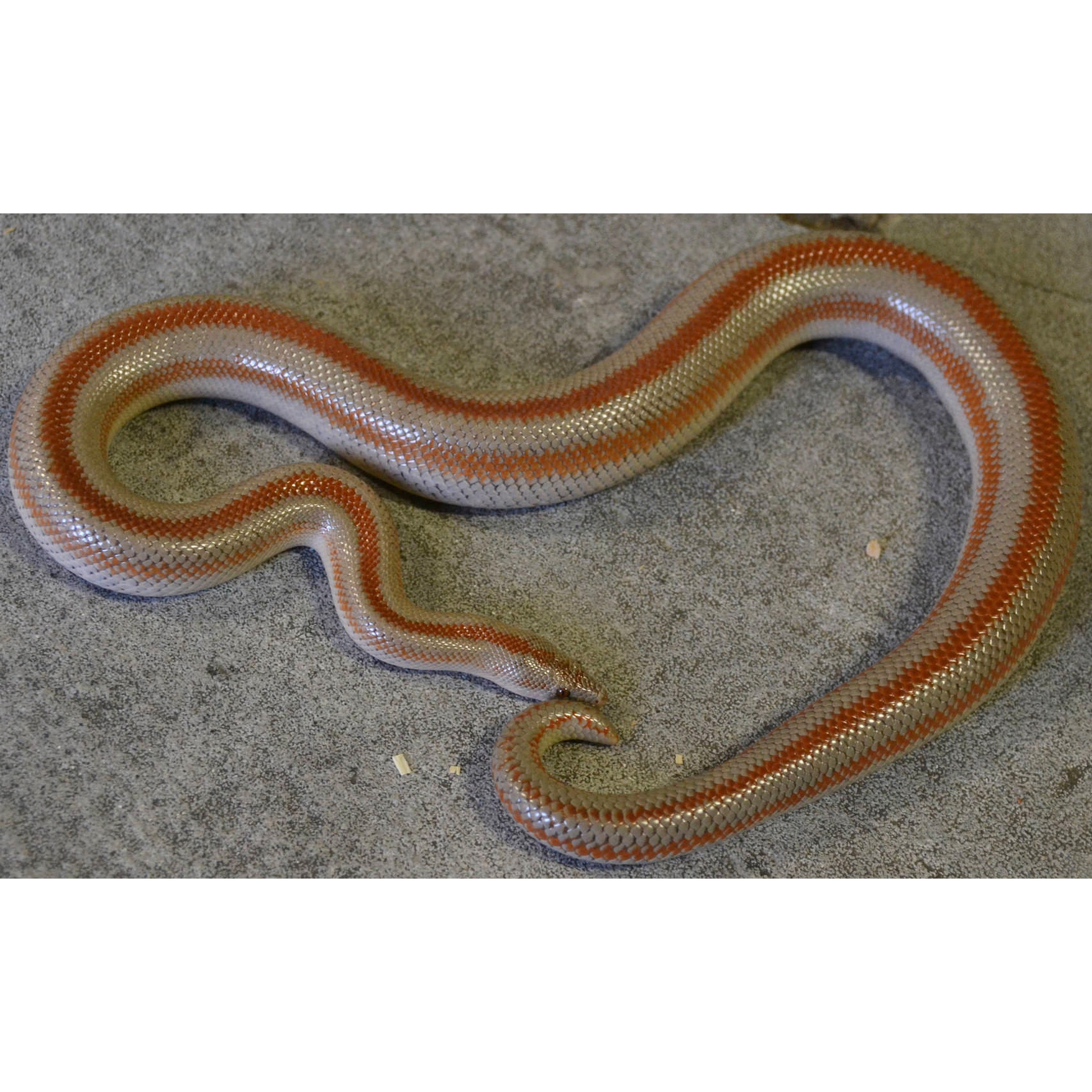 Slender snake with red and white bands slithering across a gray speckled floor