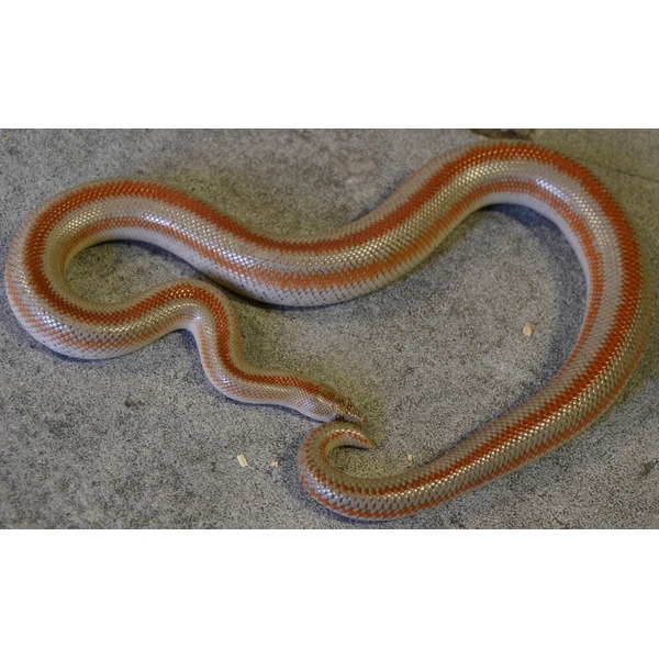 Slender snake with red and white bands slithering across a gray speckled floor