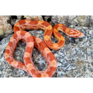 Orange and cream banded snake coiled on rough rocky surface.
