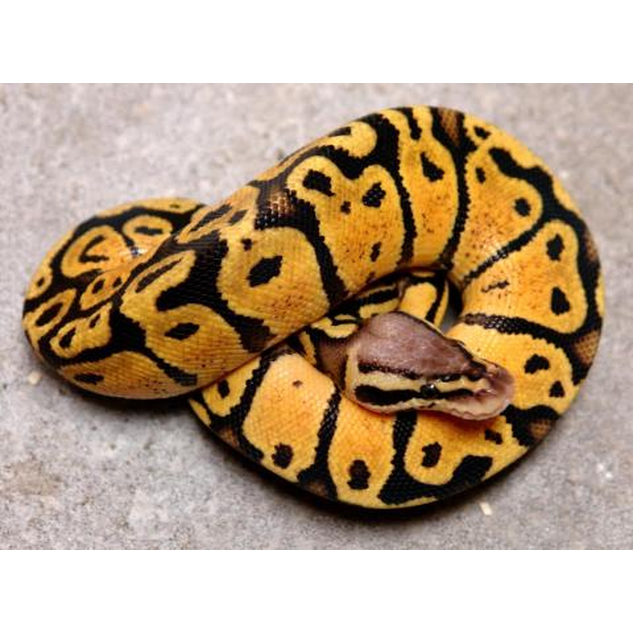 Coiled ball python with yellow and black pattern on a gray surface.