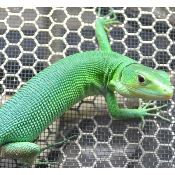 Bright green lizard with textured scales clings to a wire mesh background.
