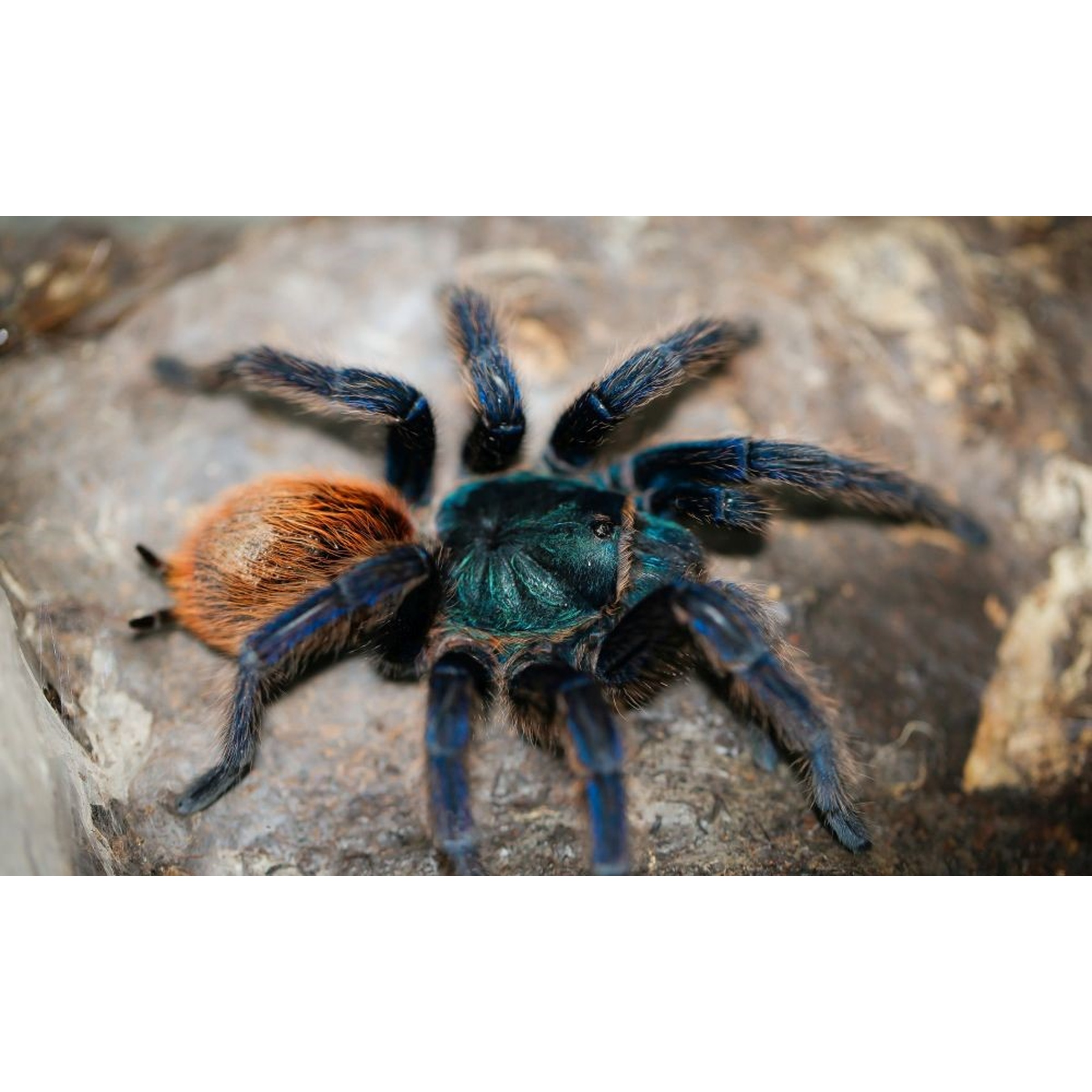 Blue-legged tarantula with an orange abdomen on a rocky surface.