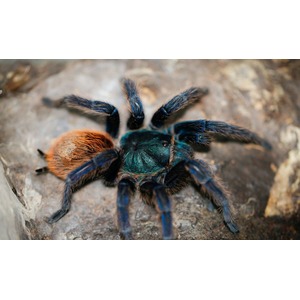 Blue-legged tarantula with an orange abdomen on a rocky surface.