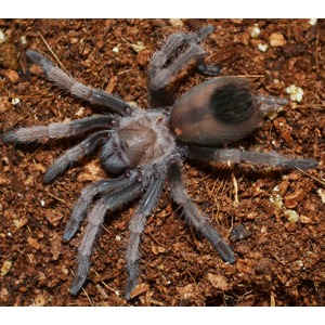 Gray hairy tarantula on brown soil.