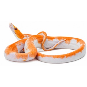 A coiled albino python with vibrant orange and white markings
