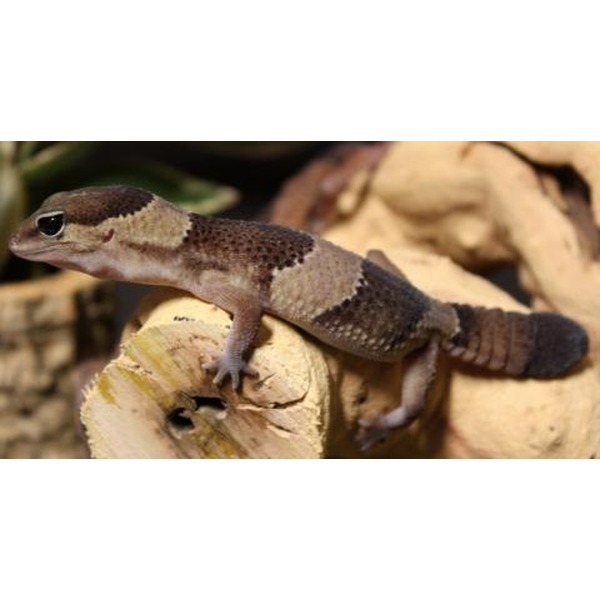 Small brown and gray lizard perched on cut wood, with a banded tail and dark markings along its back.