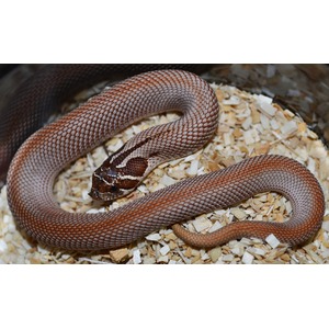 Brown, speckled snake coiled on wood chip bedding, close-up of head and scales.