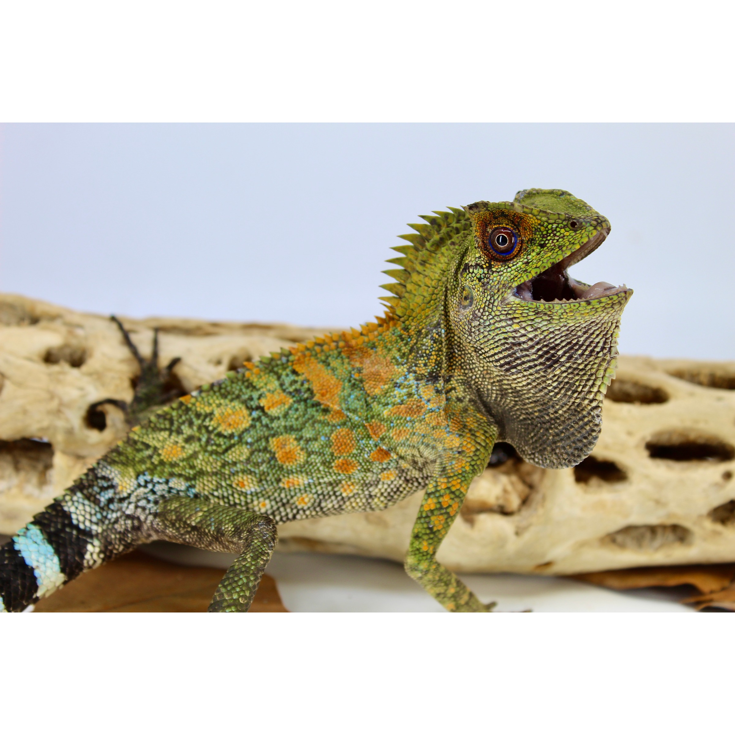 Colorful lizard with vibrant green, orange, and blue scales, spiked dorsal crest, mouth open.