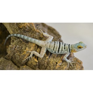 Bluish-gray lizard with black stripes along its body and a yellow head, perched on a rocky surface.