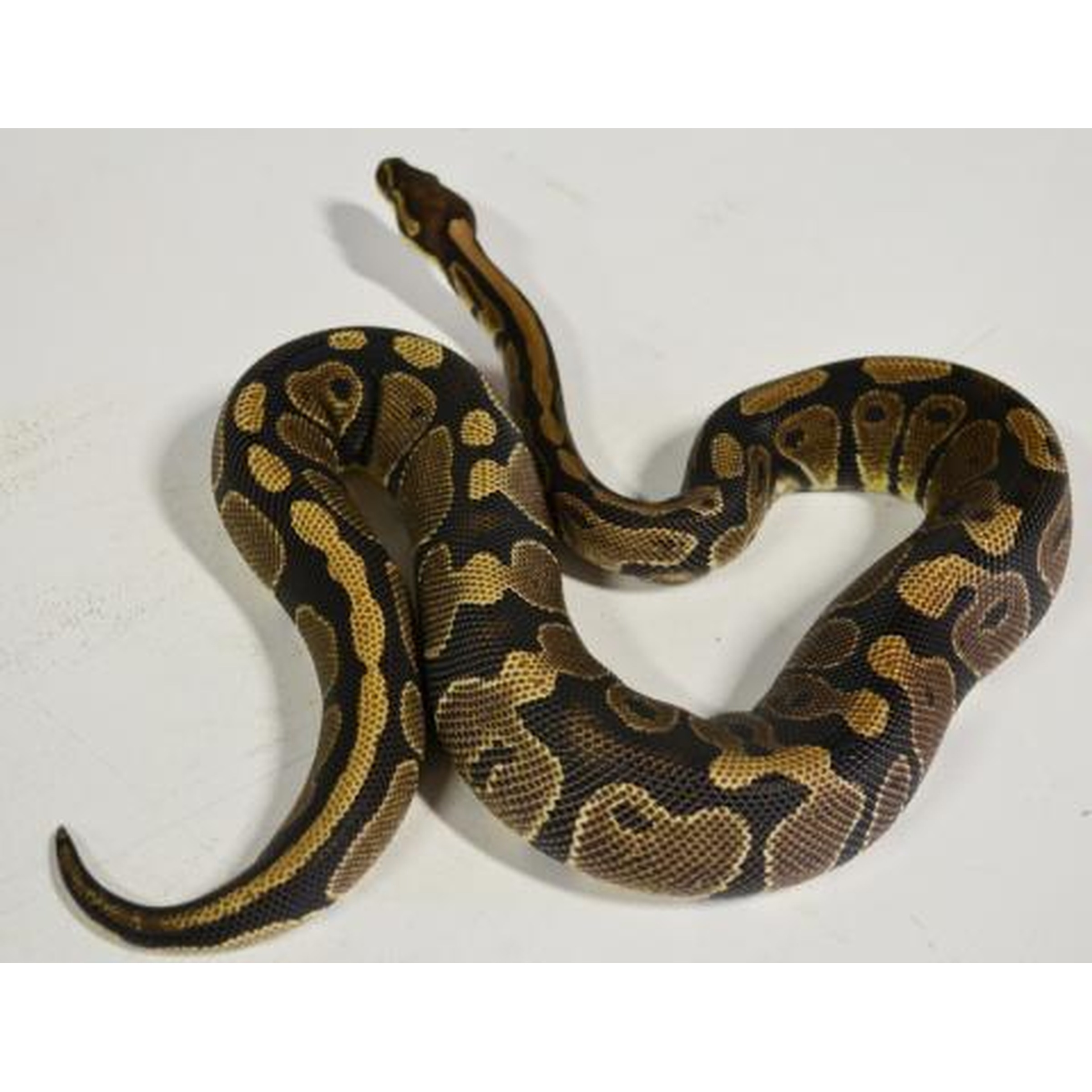 Large Ball Pythons | LLLReptile