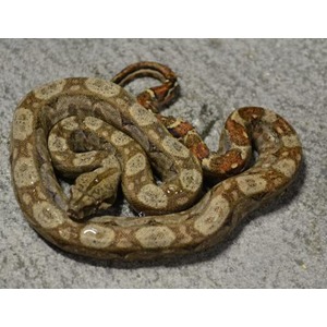 Coiled brown‑and‑beige patterned snake on a gray surface.