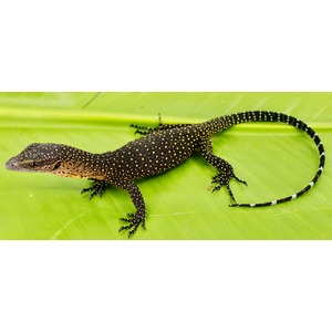 Speckled black lizard with yellow dots on a green leaf, long banded tail.