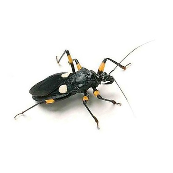 Black insect with yellow-orange legs and white spots on its wings, and long antennae on a white background.