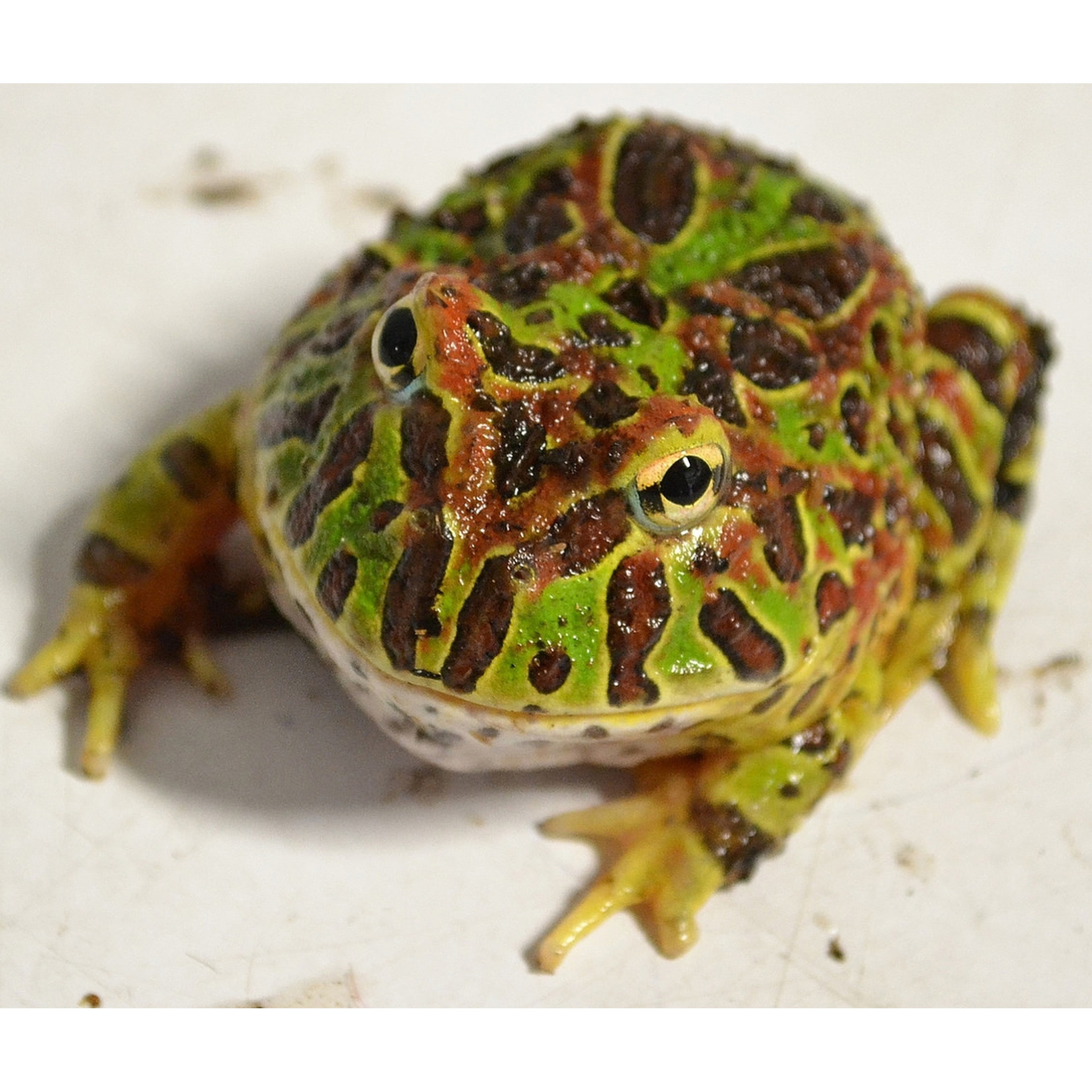 Ornate frog with bright green, red, and brown pattern, large eyes, facing forward.