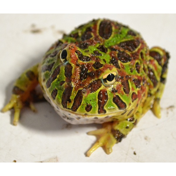 Ornate frog with bright green, red, and brown pattern, large eyes, facing forward.