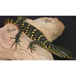 Black salamander with vivid yellow spots crawling on a beige log.