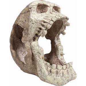 Weathered skull fossil with open jaw, missing teeth and rough bone texture.