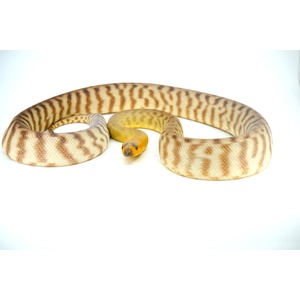 Coiled orange-yellow patterned snake on white background, head facing the camera.