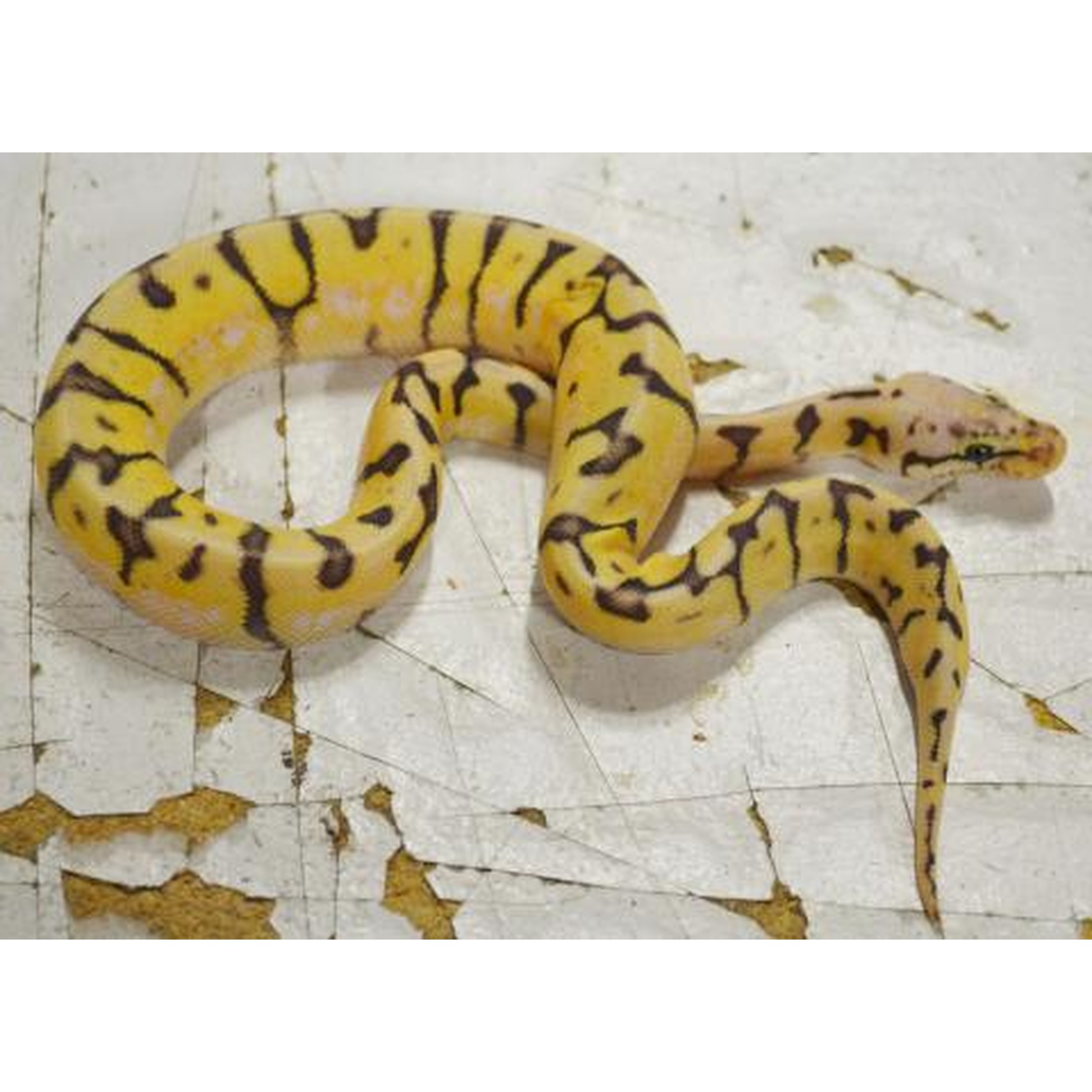 Yellow and black striped snake coiled on a weathered white surface, head raised.