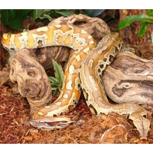 Two ball pythons coiled on wood with brown, tan, and cream patterned scales.