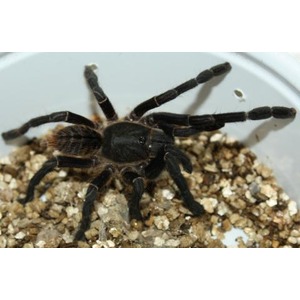 Dark brown tarantula with black legs on gravel inside a clear container.