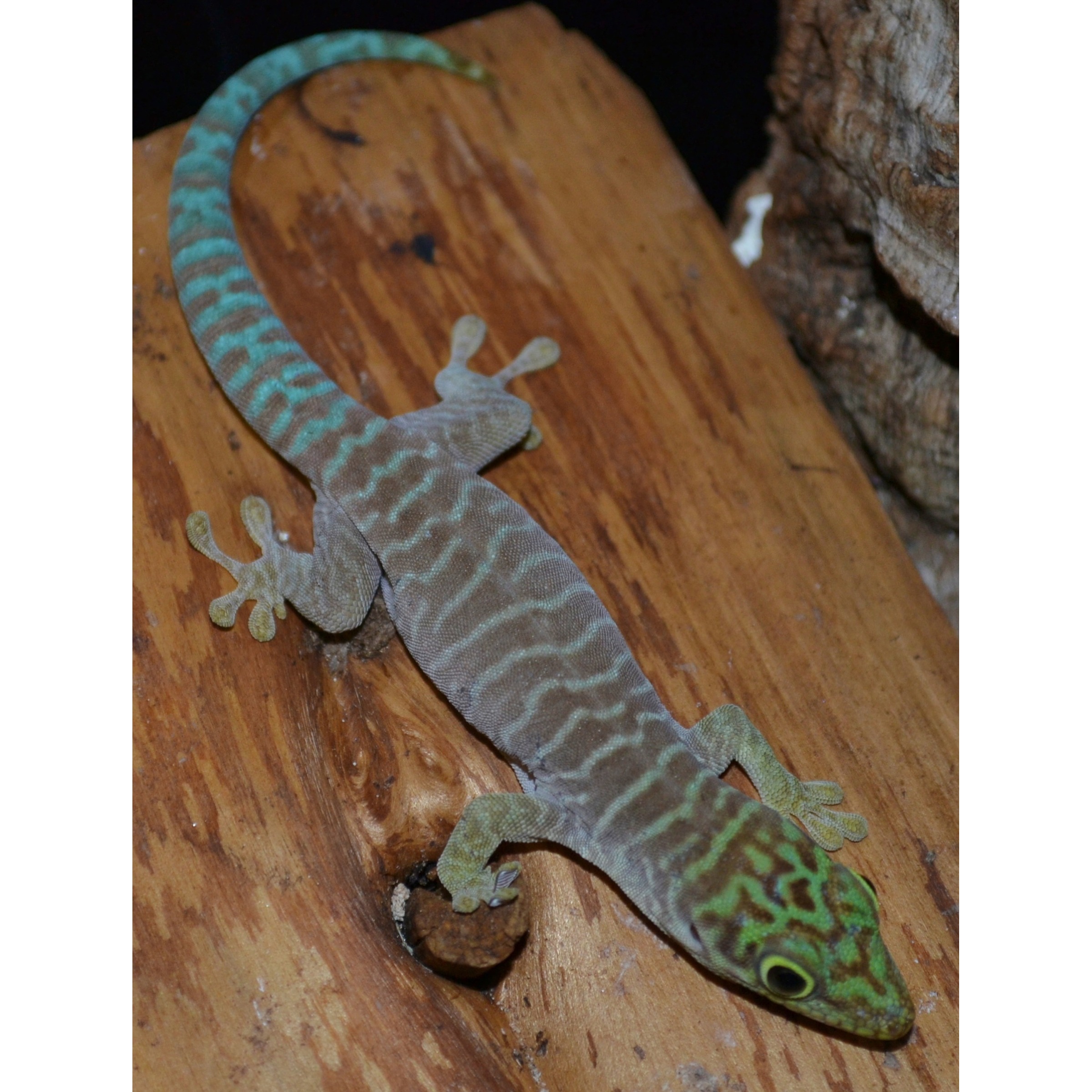 Colorful gecko on a wooden surface with turquoise body bands, green head, and yellow toe pads.