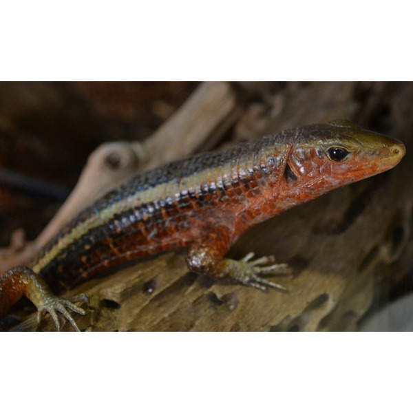 Close-up of a colorful lizard with red throat and blue-green back perched on a log.