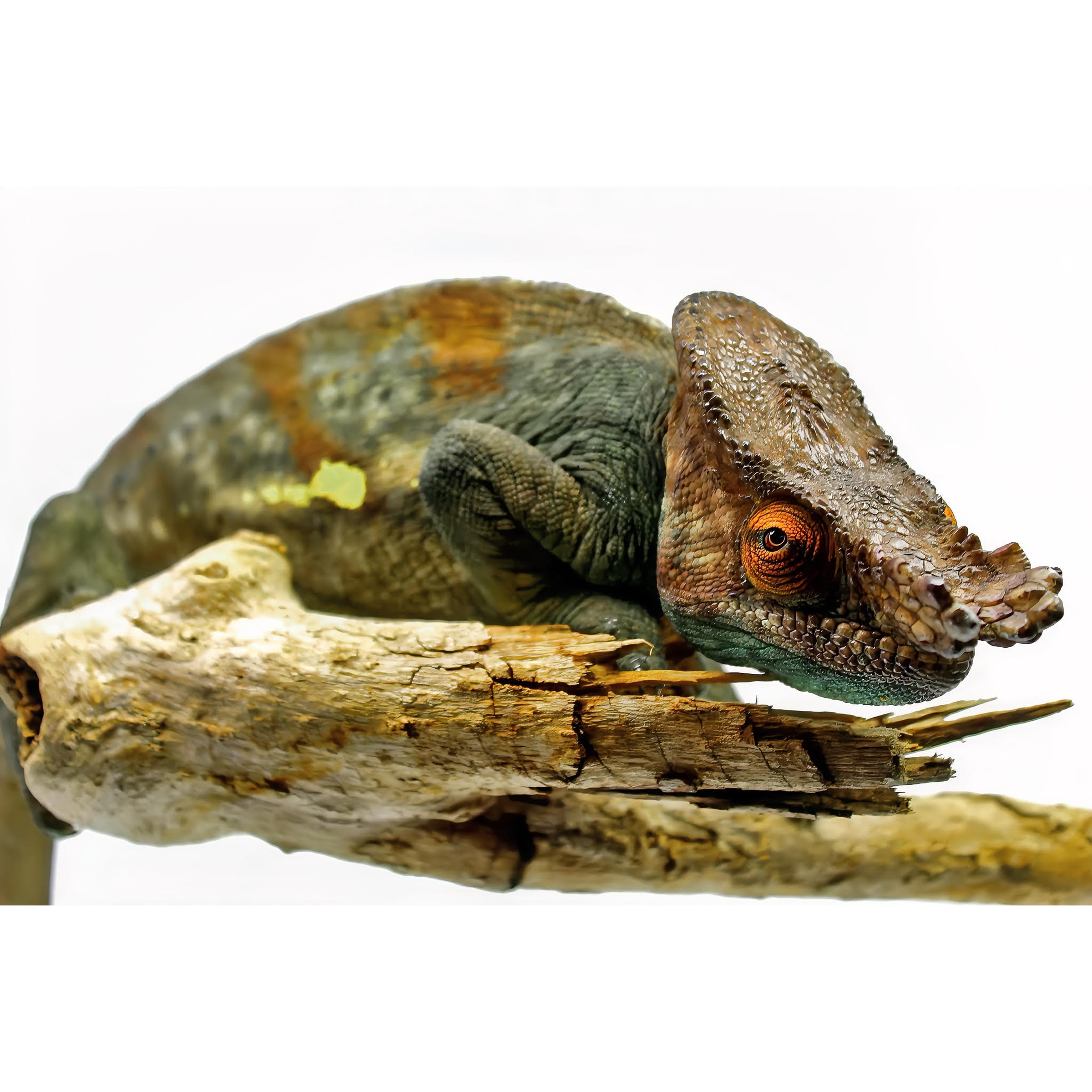 Colorful chameleon resting on a weathered log, close-up of its textured brown and green skin and orange eye.