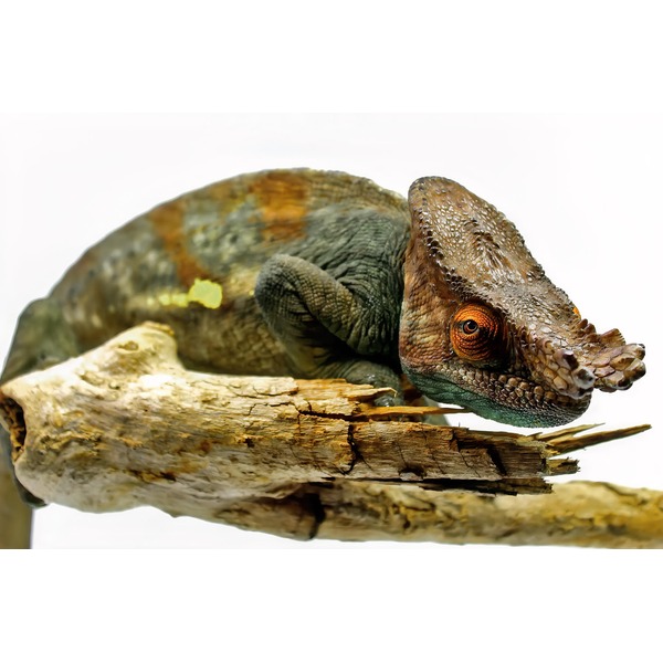Colorful chameleon resting on a weathered log, close-up of its textured brown and green skin and orange eye.
