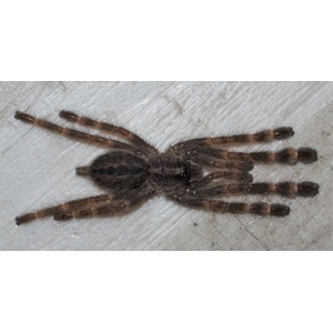 Top view of a brown and black striped tarantula with hairy legs on a light surface.