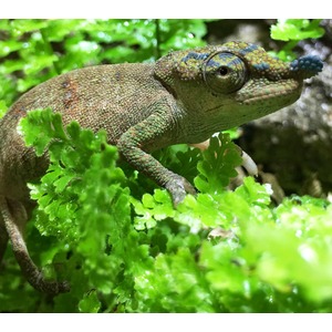 Small green lizard with mosaic scales perched on bright green mossy leaves, showing textured skin and prominent eye.