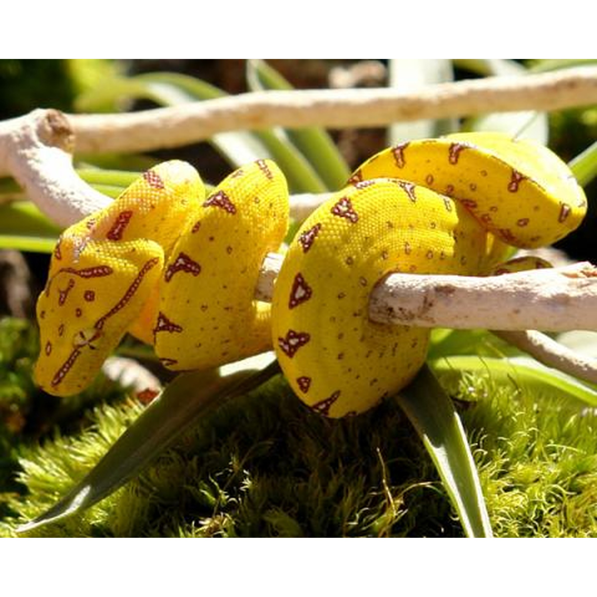 Two yellow curved fruits with red markings draped over a branch above moss.