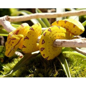Two yellow curved fruits with red markings draped over a branch above moss.