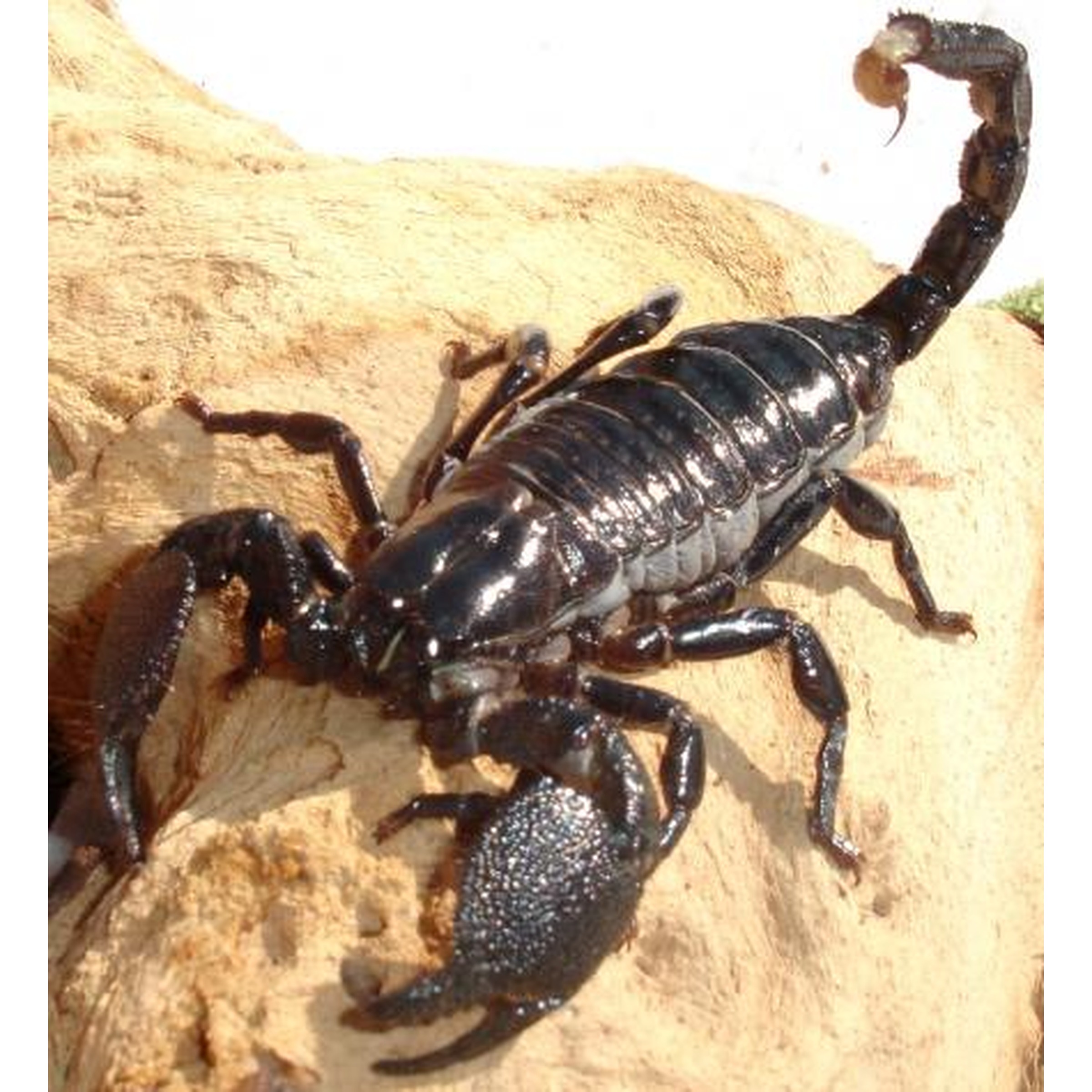 Black scorpion on a rocky surface with a curved tail raised and large pincers.