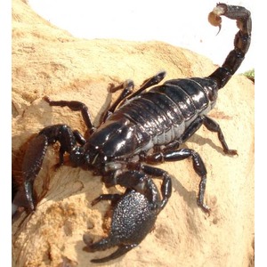 Black scorpion on a rocky surface with a curved tail raised and large pincers.