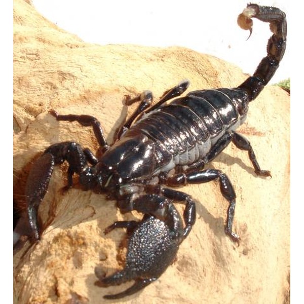 Black scorpion on a rocky surface with a curved tail raised and large pincers.
