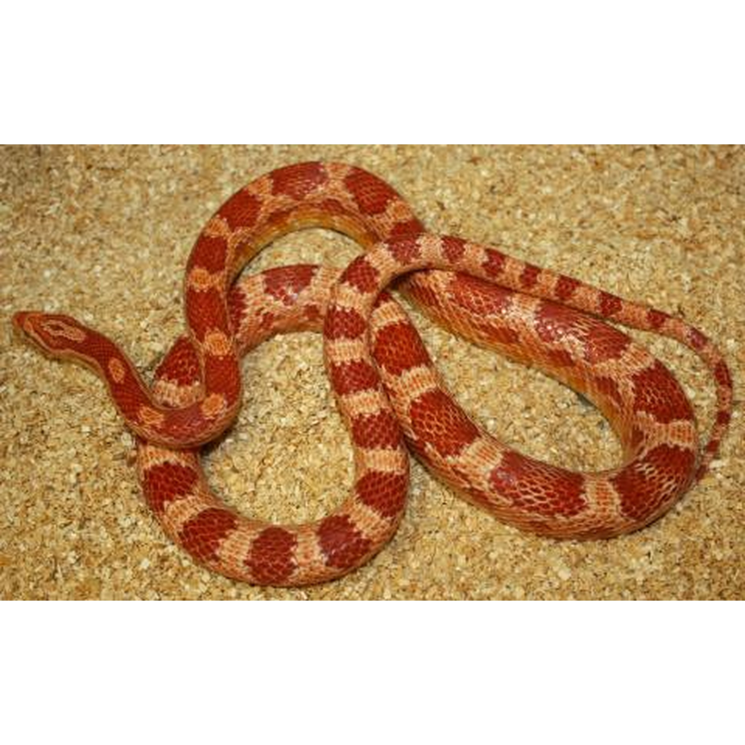 Red and tan banded corn snake coiled on sandy ground.