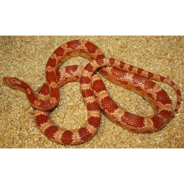 Red and tan banded corn snake coiled on sandy ground.