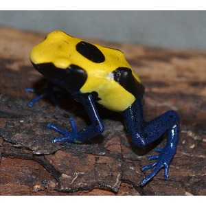 Bright yellow frog with black markings and vivid blue legs perched on a brown log