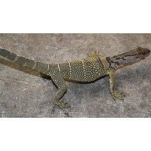 Small monitor lizard with yellow and black speckled scales walking on a gray surface.