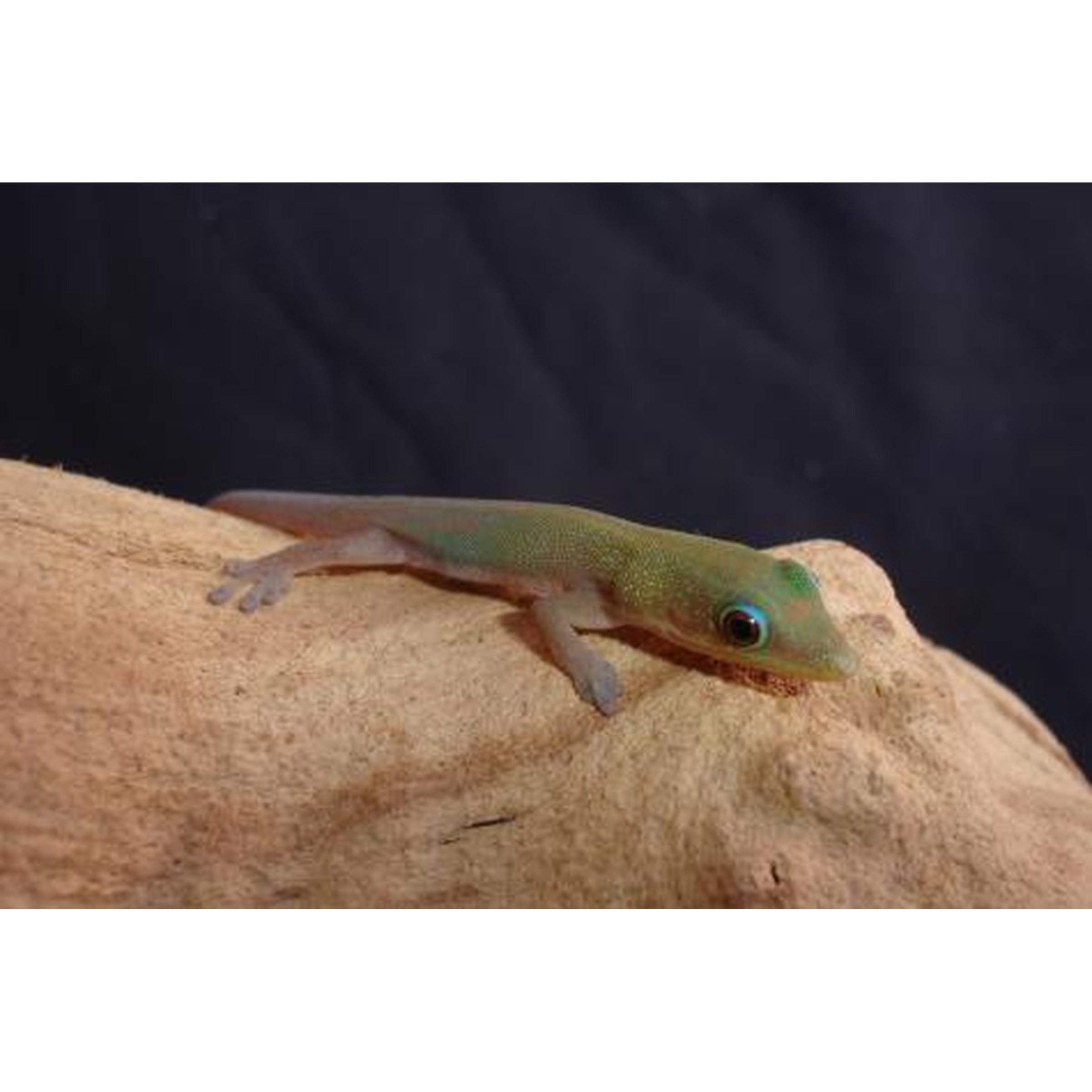 Small green gecko with pale underside on a beige rock against a dark background.