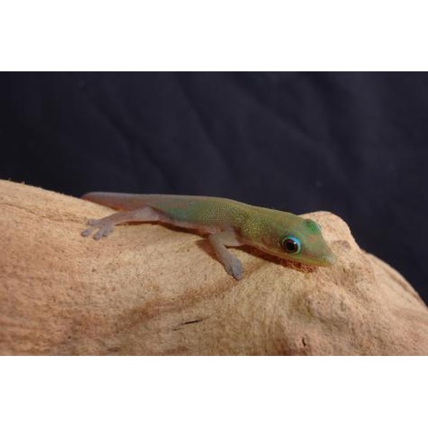 Small green gecko with pale underside on a beige rock against a dark background.