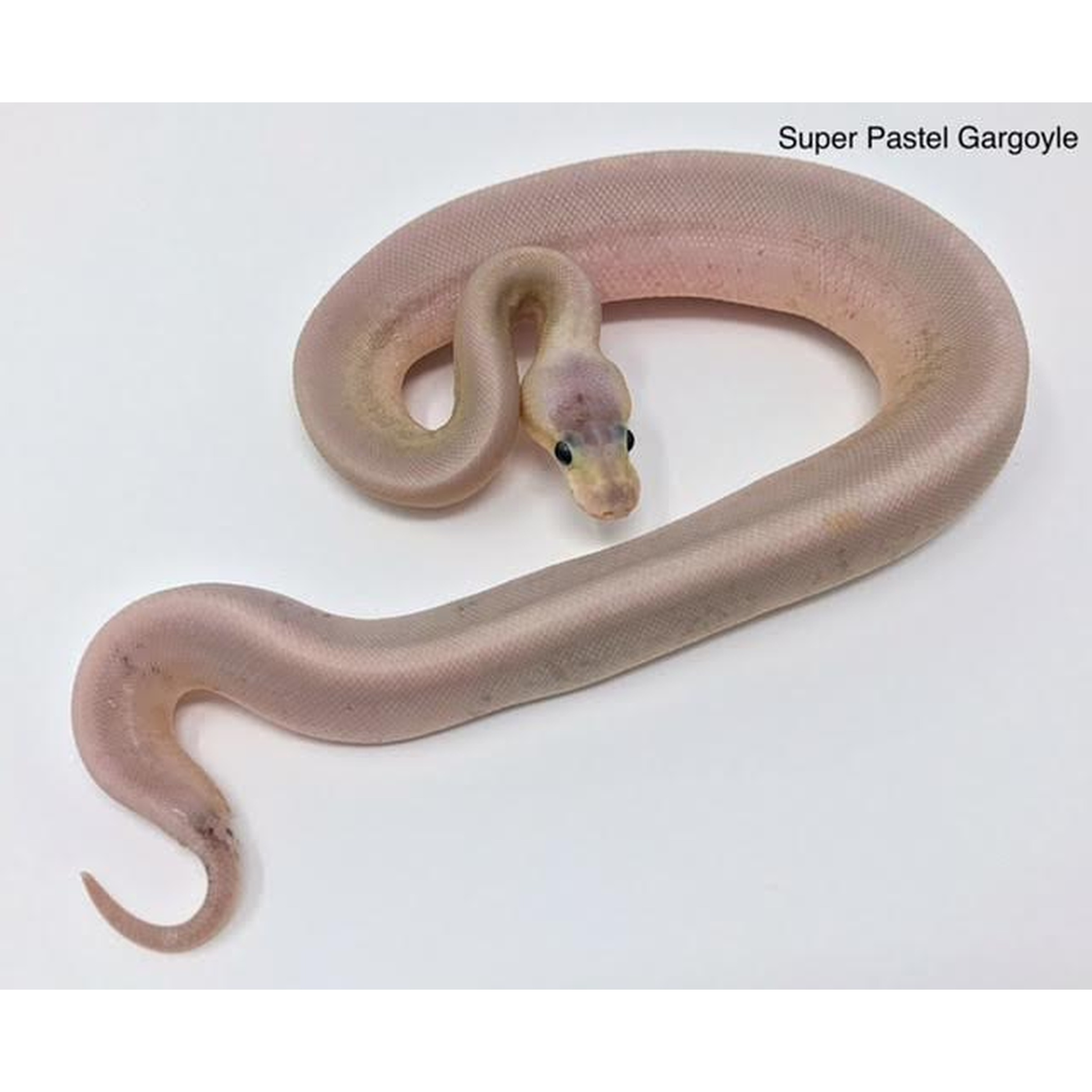 Baby Super Pastel Gargoyle Ball Pythons | LLLReptile