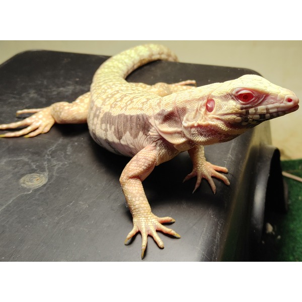 Beige-cream lizard with pink eye and patterned scales, front view, perched on a dark surface.