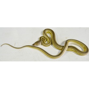 Two olive-yellow snakes entwined on a light background, their bodies looping in coils.
