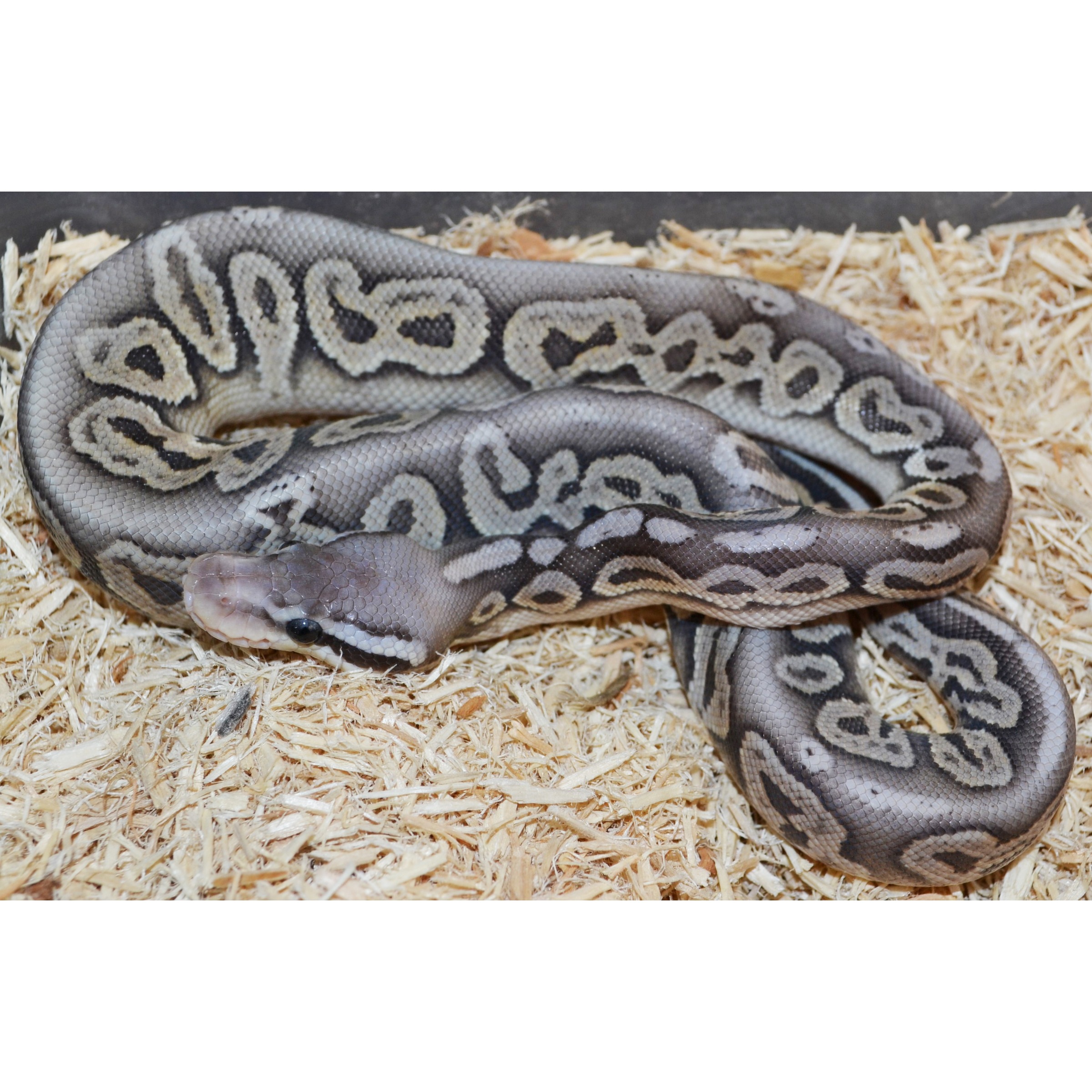 Coiled ball python with gray and tan pattern on wood shavings.