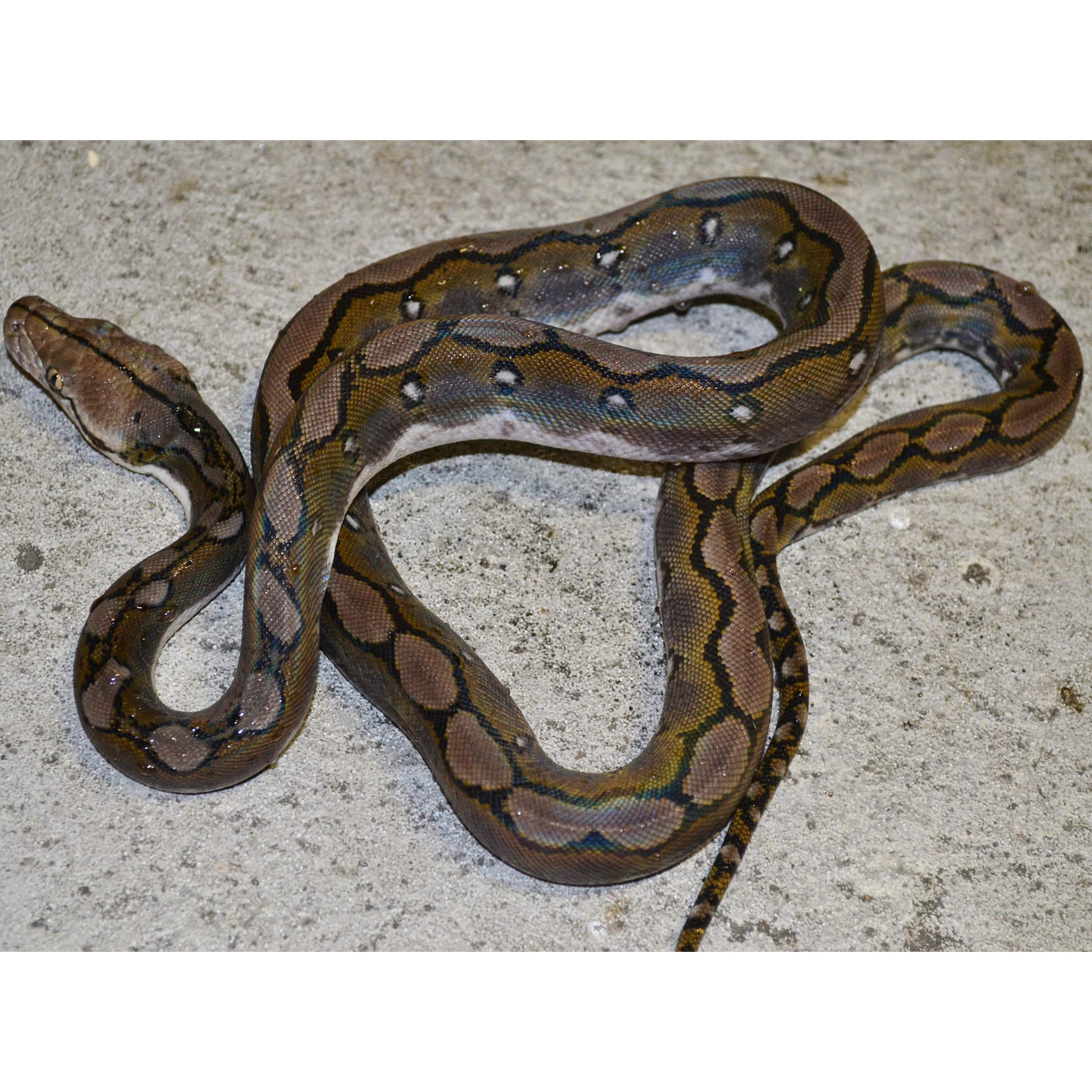 Baby Anery Motley Reticulated Pythons | LLLReptile
