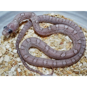Coiled purple-brown snake with pale saddle-like markings on a bed of wood chips.