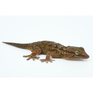 Brown gecko with textured skin, bulging eyes, and long tail on a plain white background
